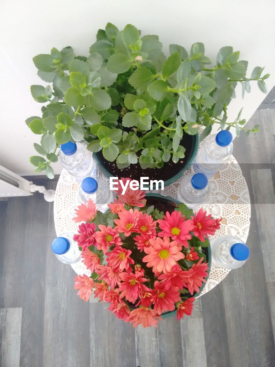 HIGH ANGLE VIEW OF FLOWER POT ON PLANT