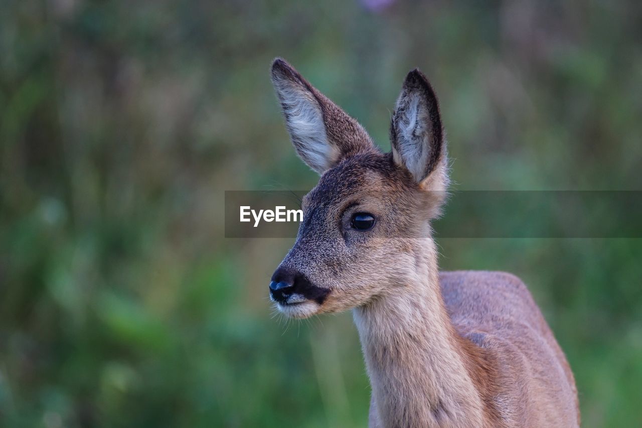 CLOSE-UP OF DEER