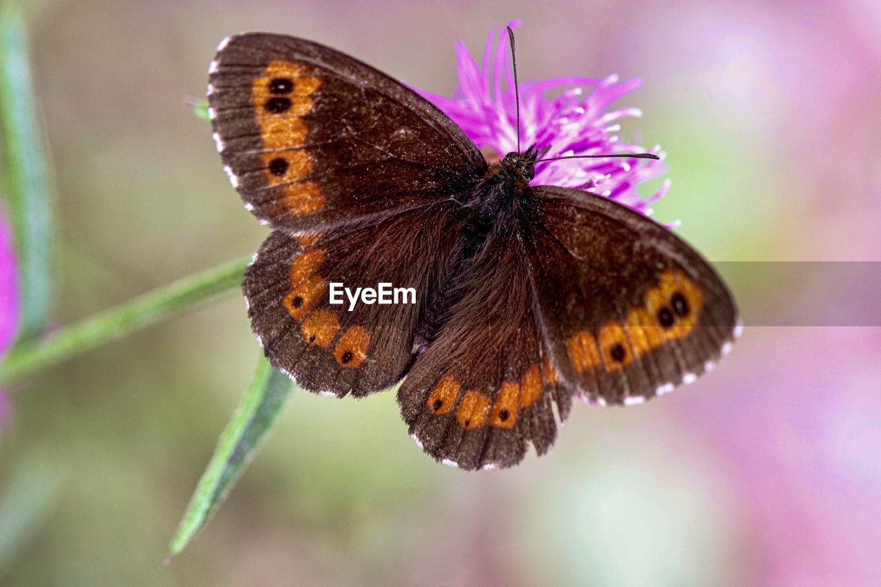 Close-up of butterfly on purple flower