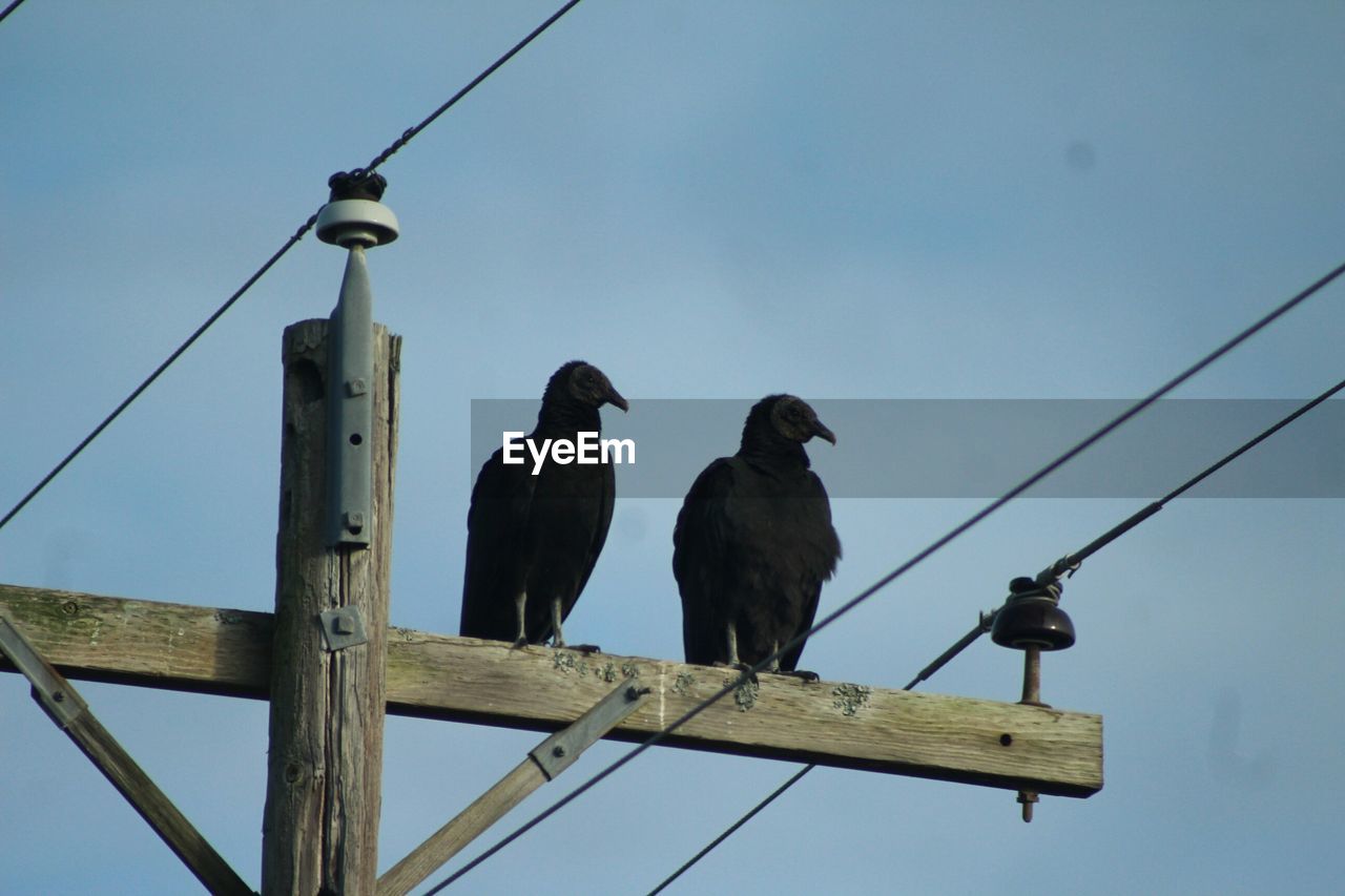 Low angle view of ravens perching on electricity pylon against sky