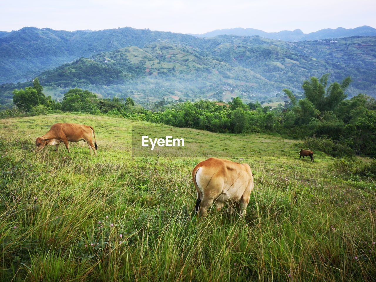 Cows eating grasses
