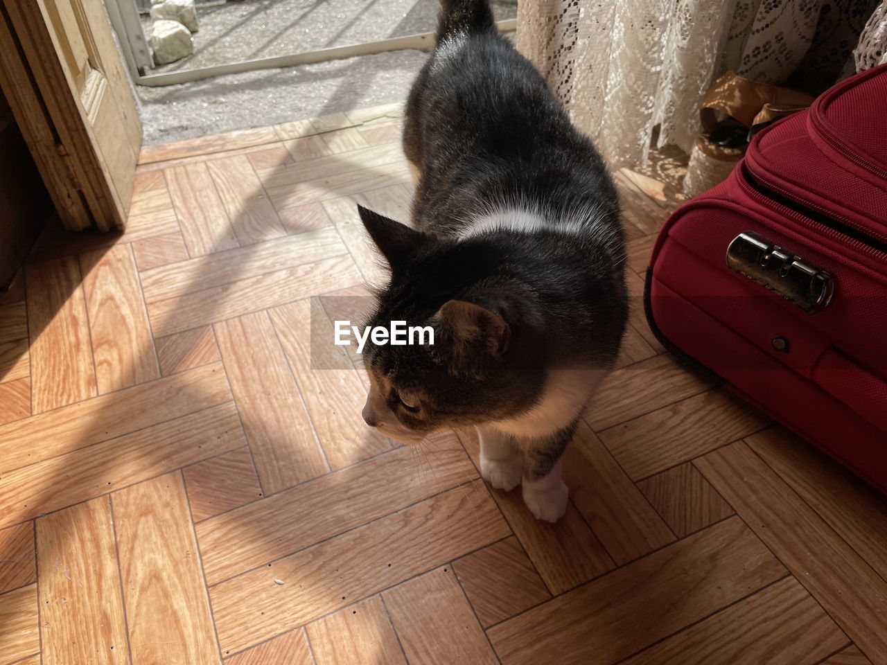 High angle view of cat lying on hardwood floor