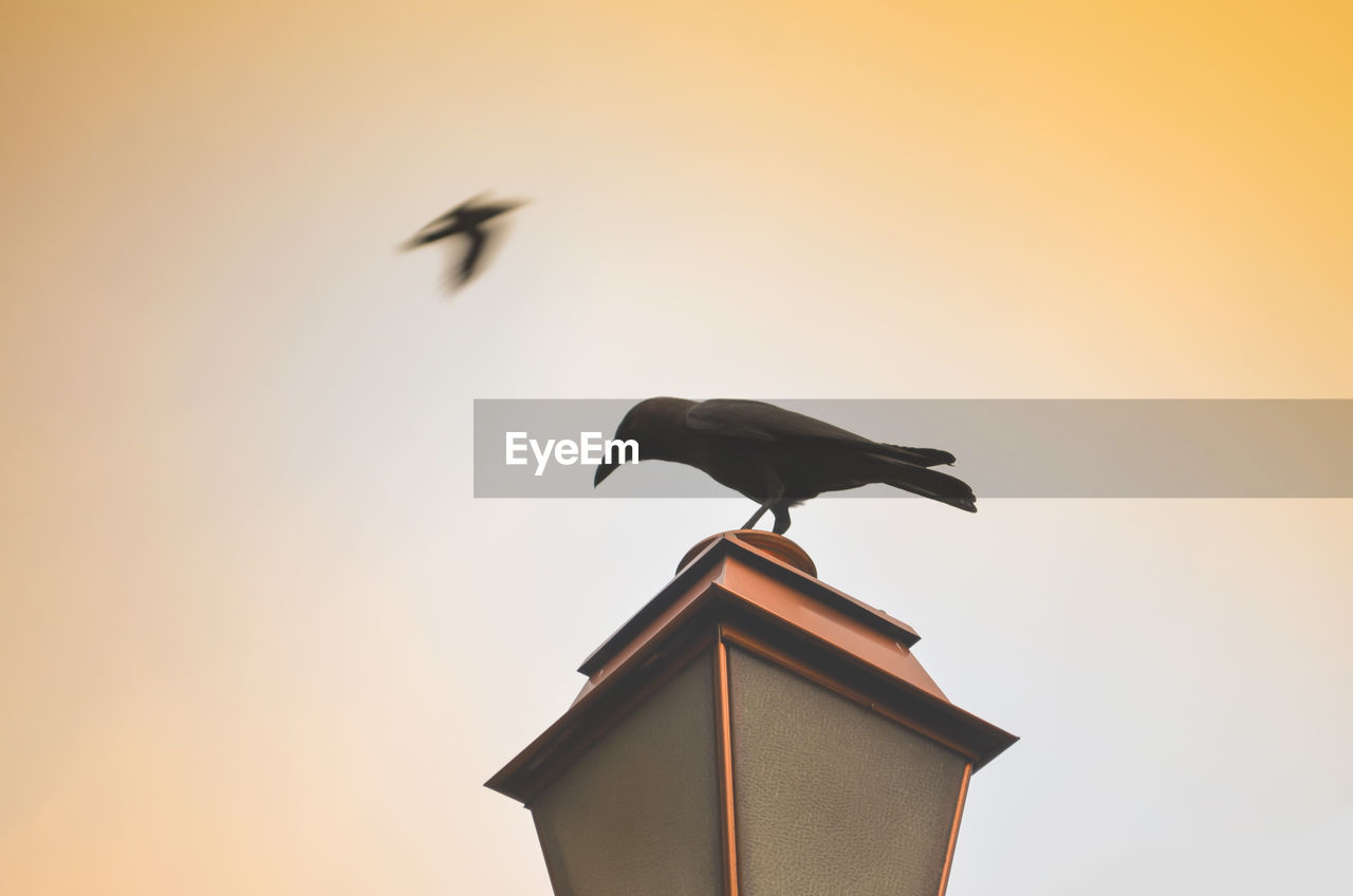 Low angle view of bird on lamp against clear sky