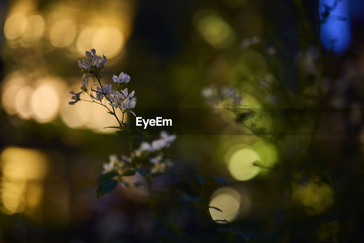 Close-up of purple flowers on branch