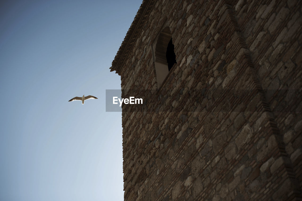 Low angle view of bird in flight