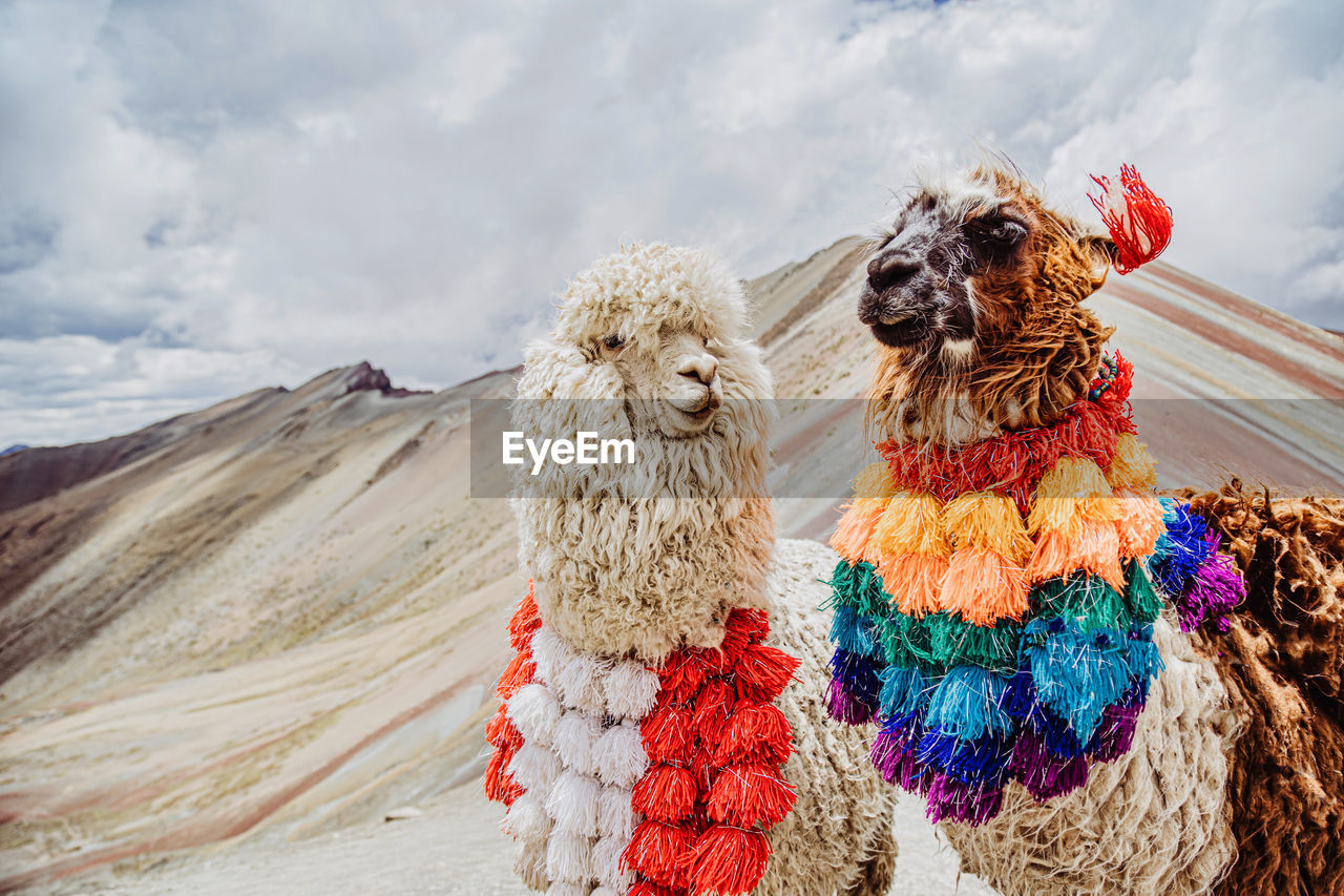 A view of two llamas of peru on the rainbow mountians