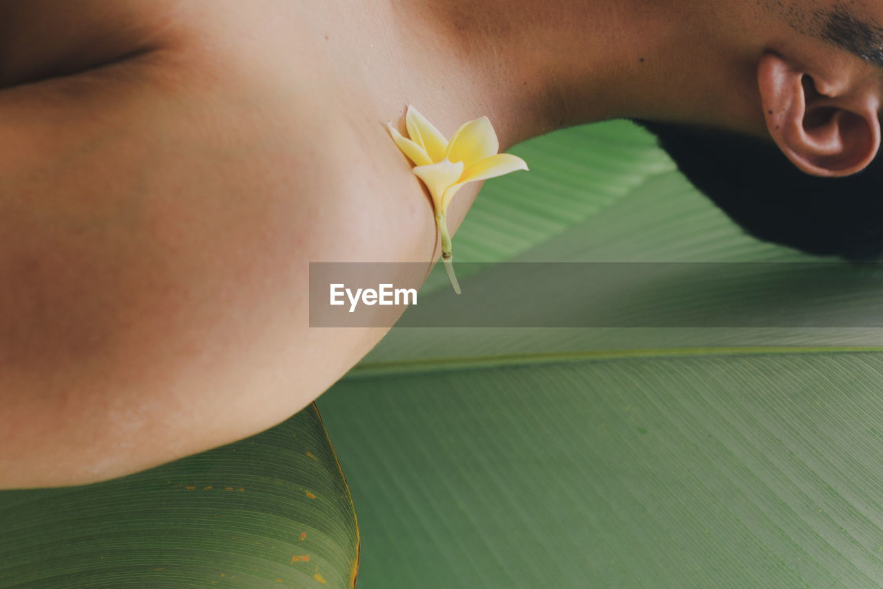 Close-up of frangipani on man