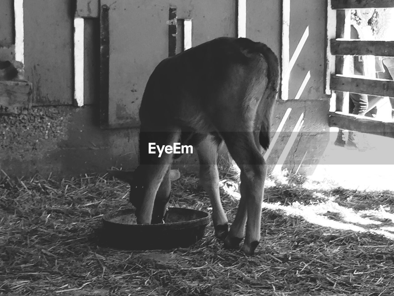 Calf eating in farm