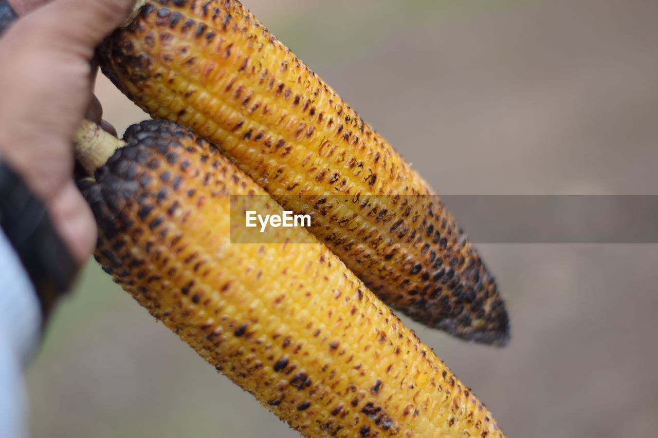 CROPPED IMAGE OF PERSON HOLDING BREAD