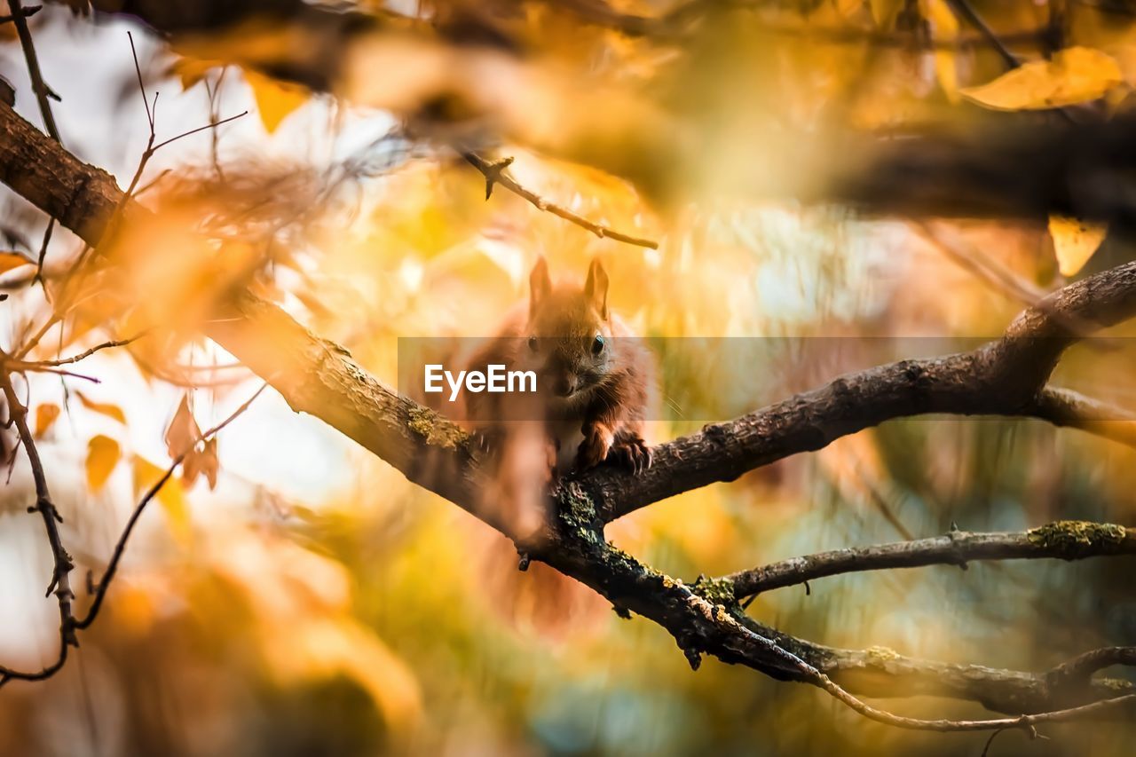 Portrait of squirrel on branch seen through leaves