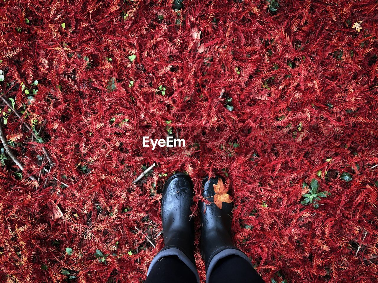 Looking down at black rubber boots stepping on red pine needles fallen on the ground in autumn