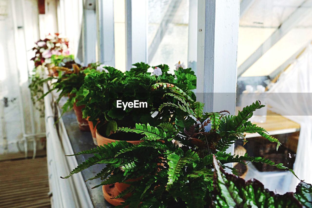 High angle view of potted plants on window