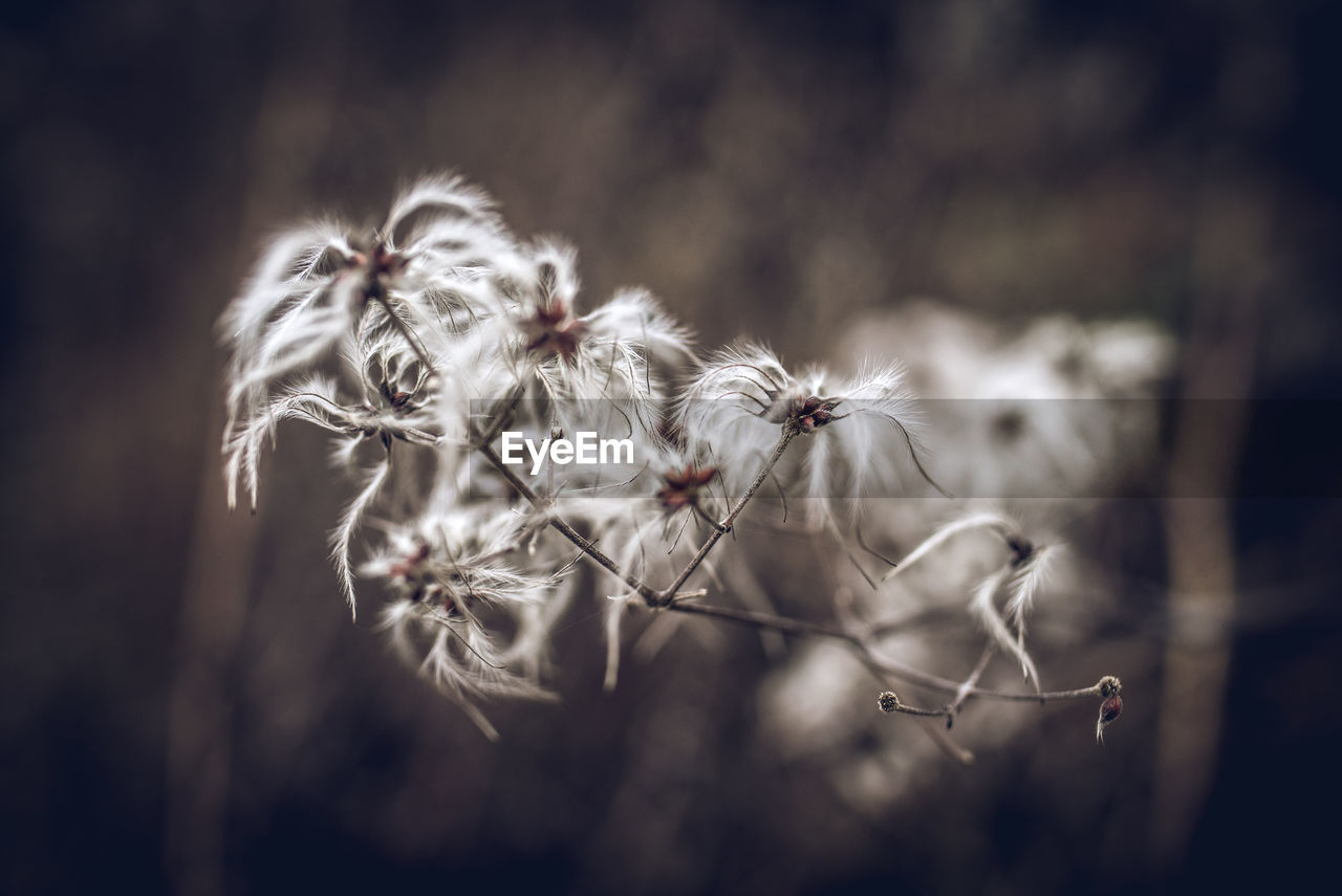 Close-up of wilted plants