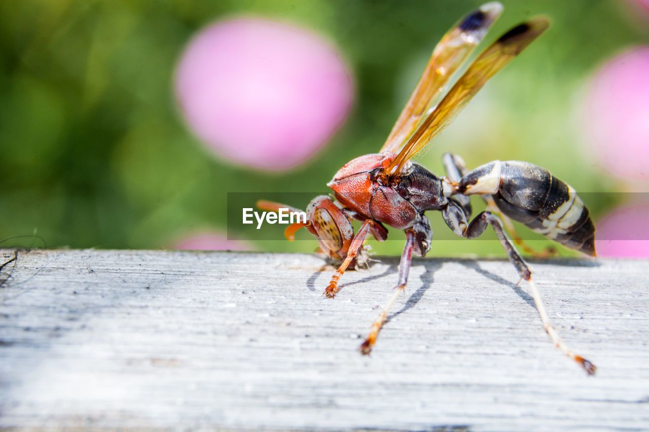 Close-up of wasp on wood