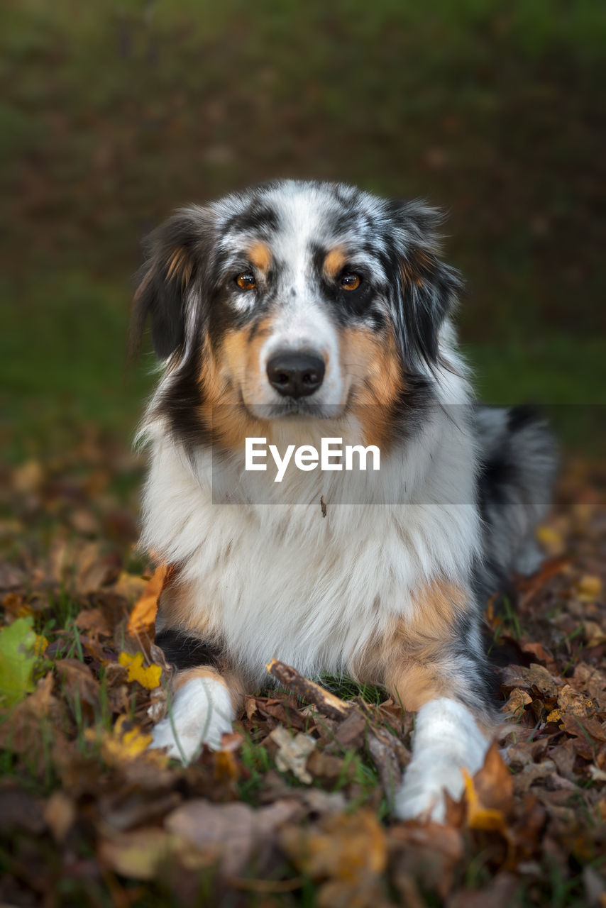 Dog portrait