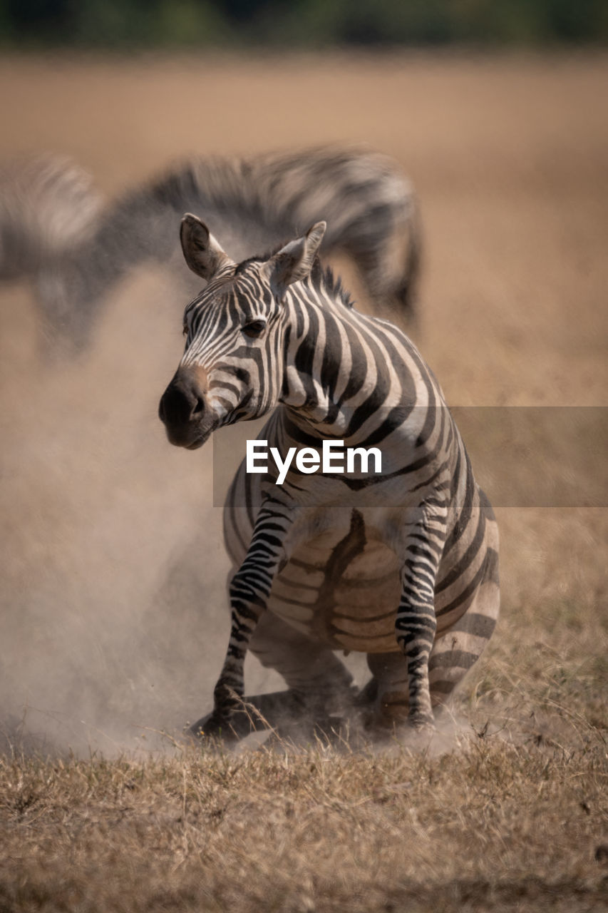 Plains zebra standing up on dusty grassland