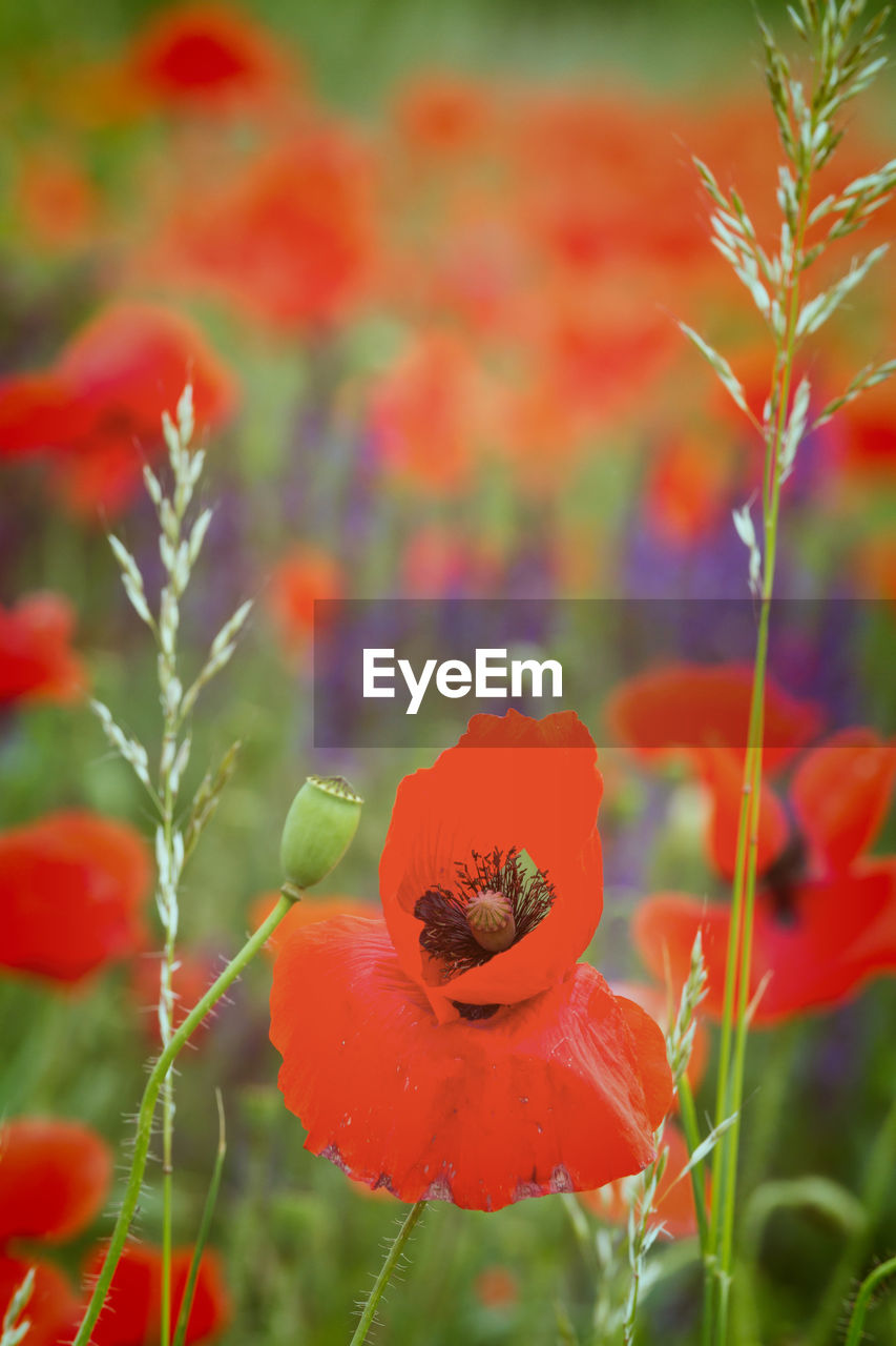 CLOSE-UP OF RED POPPY FLOWERS