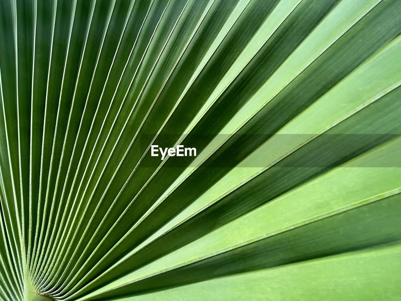 Close-up of palm leaf