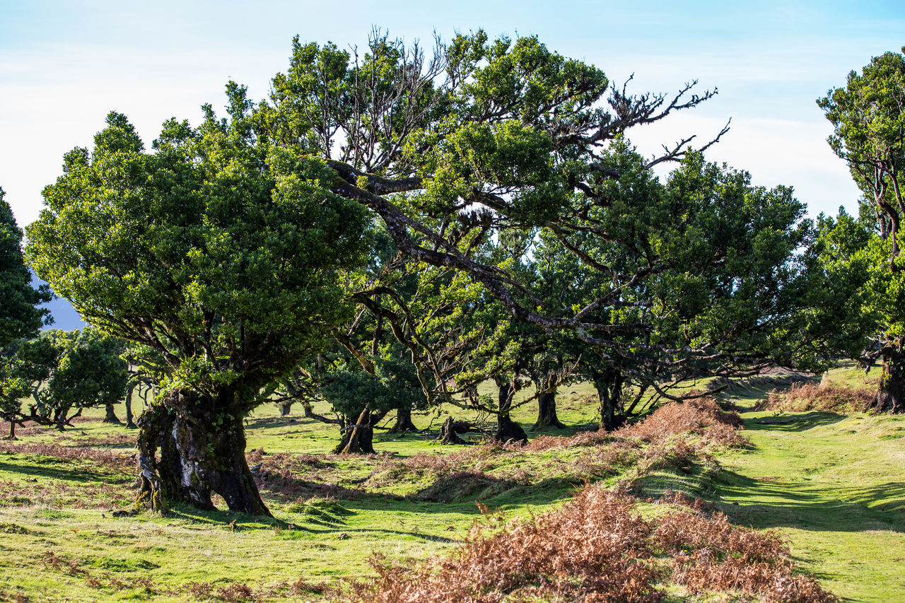 TREES ON FIELD