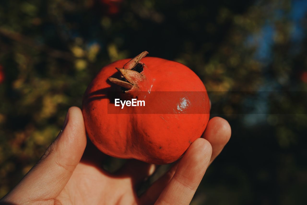 Close-up of hand holding apple