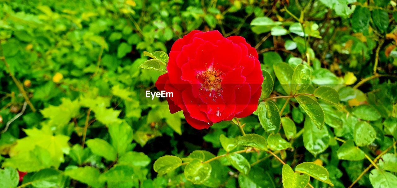 CLOSE-UP OF RED POPPY FLOWER ON GREEN PLANT