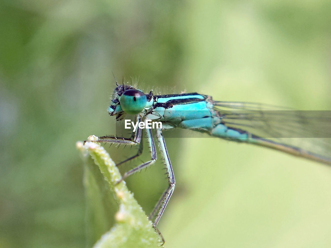 Close-up of damselfly on leaf