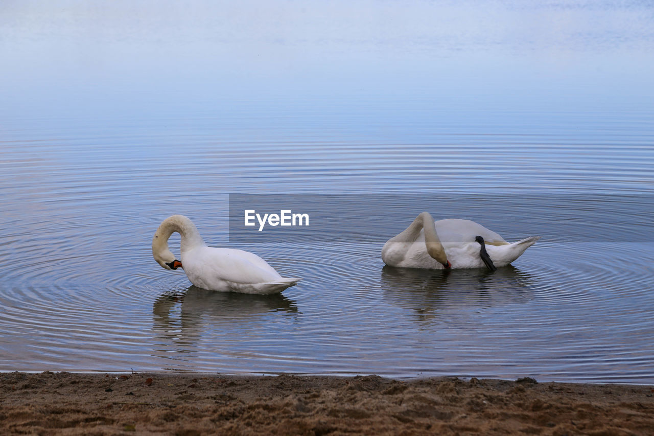 Swans swimming in lake