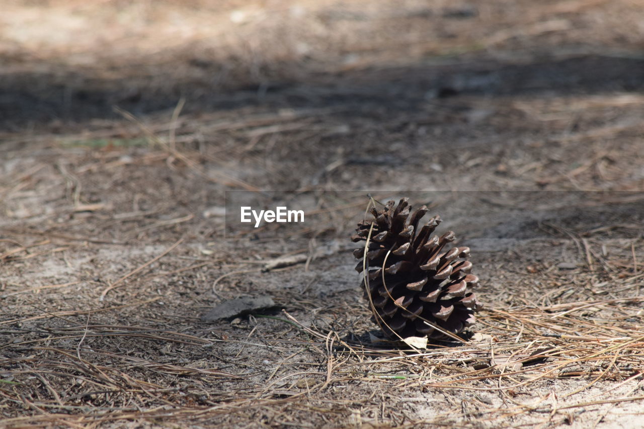 close-up of pine cone