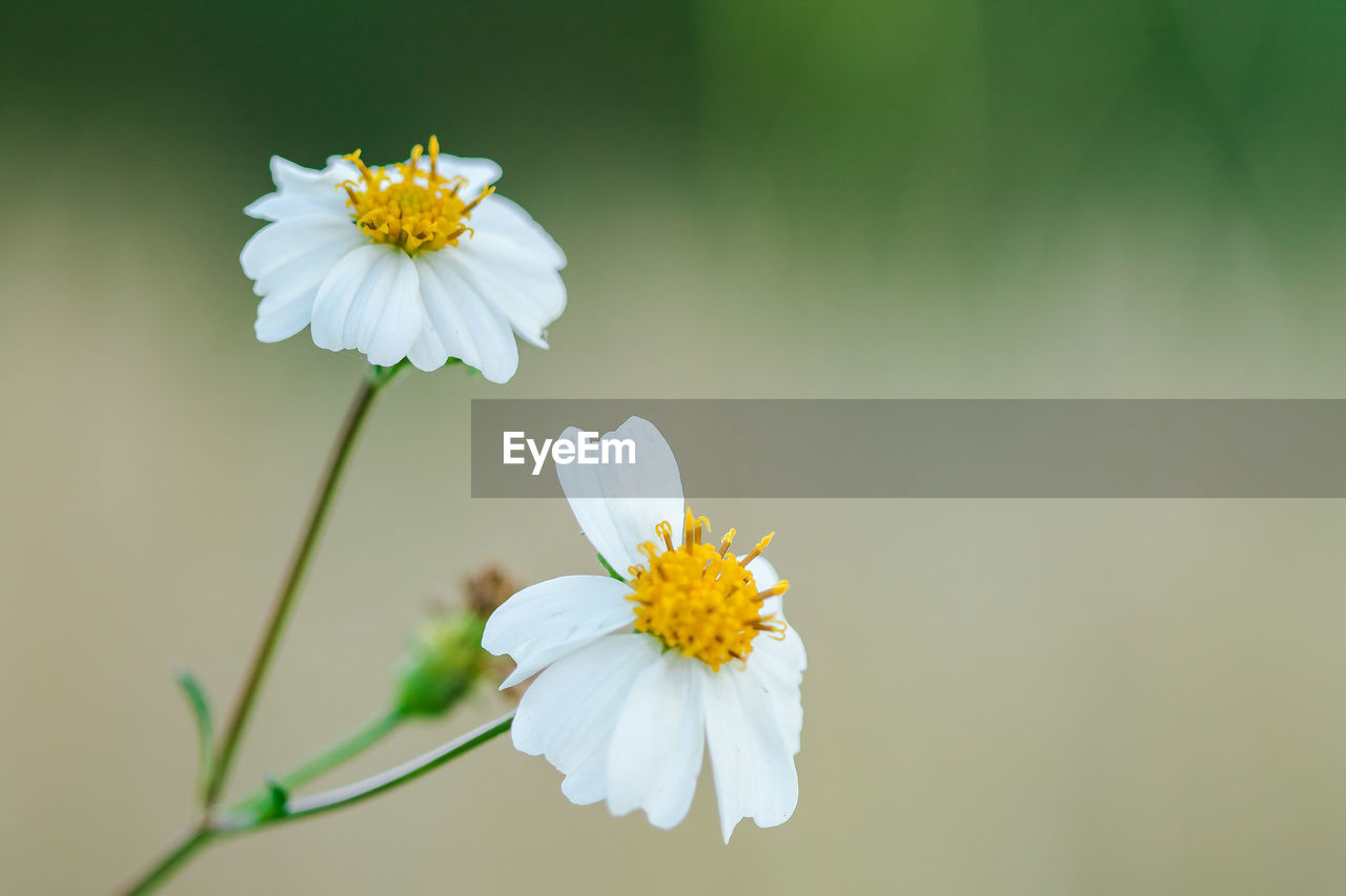 Close-up of white flowering plant