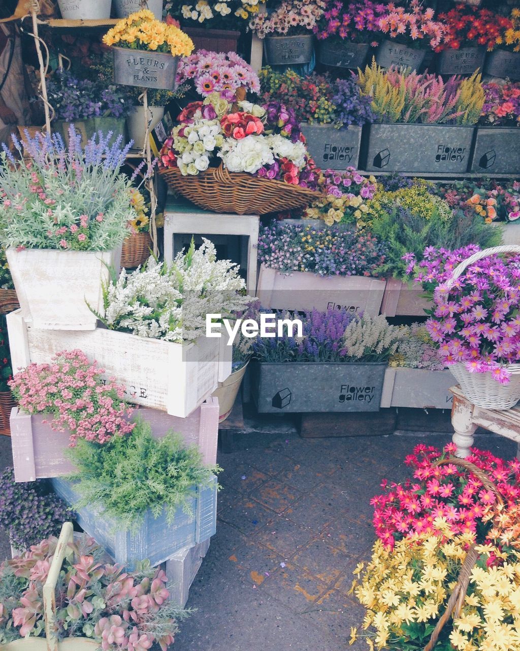 FLOWER PLANTS FOR SALE IN MARKET