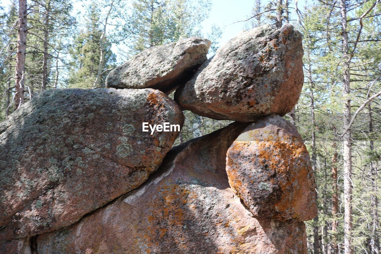CLOSE-UP OF ROCKS ON TREE TRUNK