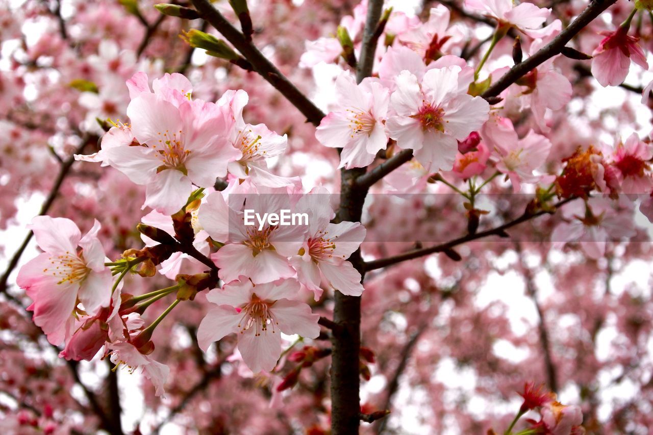 Detail shot of flower tree