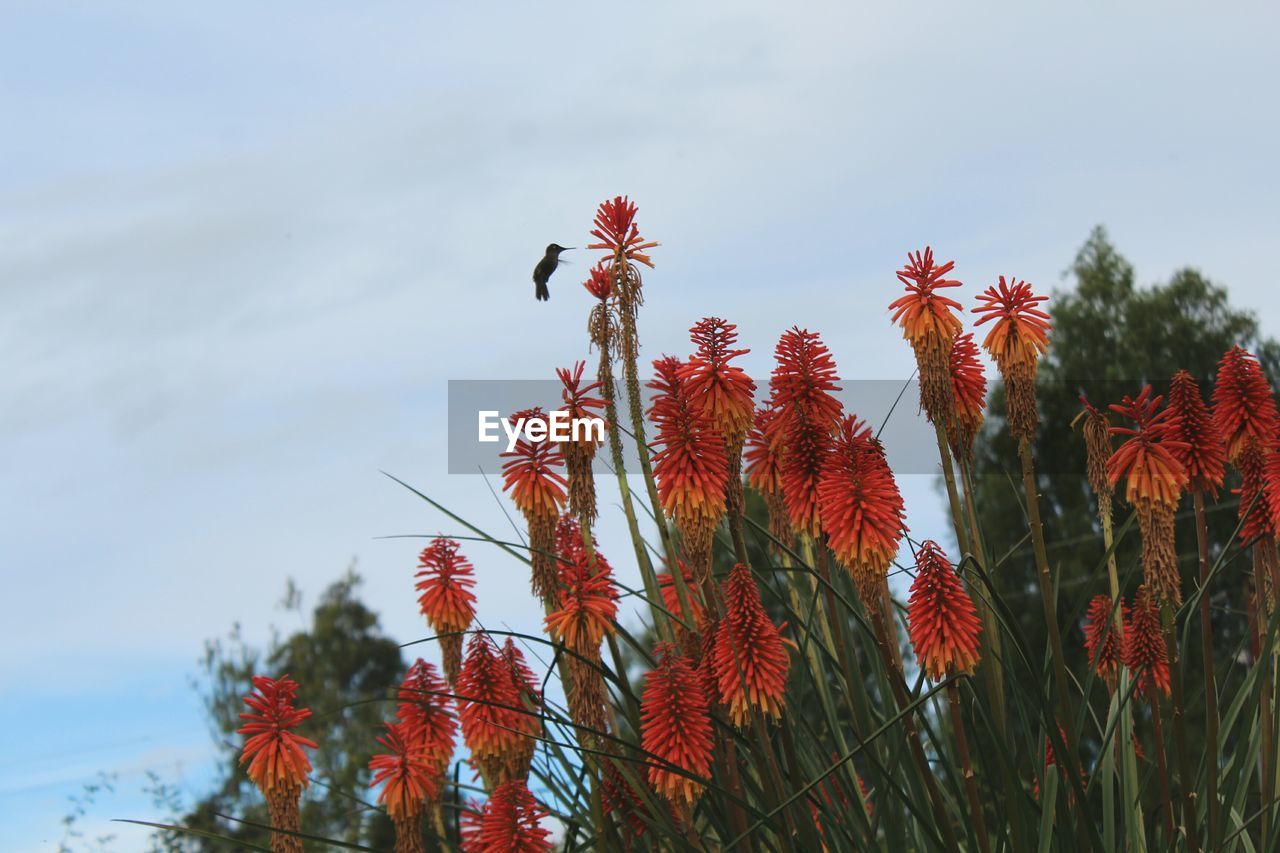 LOW ANGLE VIEW OF RED FLOWERING TREE AGAINST SKY