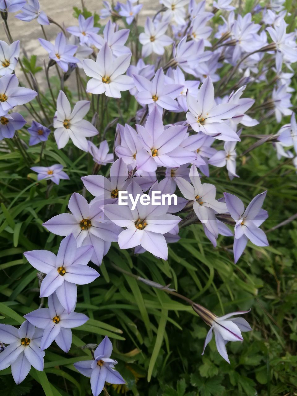 CLOSE-UP OF PURPLE FLOWERS BLOOMING IN PLANT