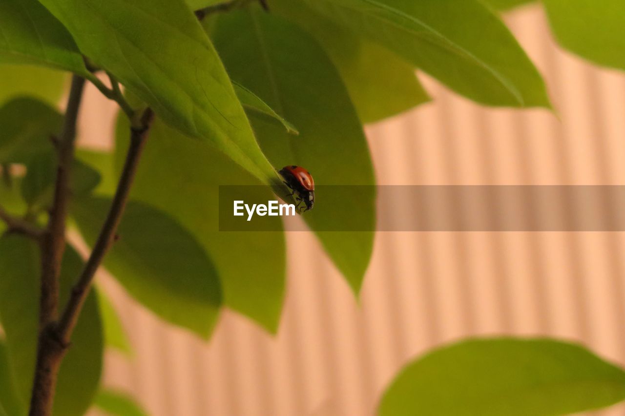 CLOSE-UP OF HOUSEFLY ON LEAF