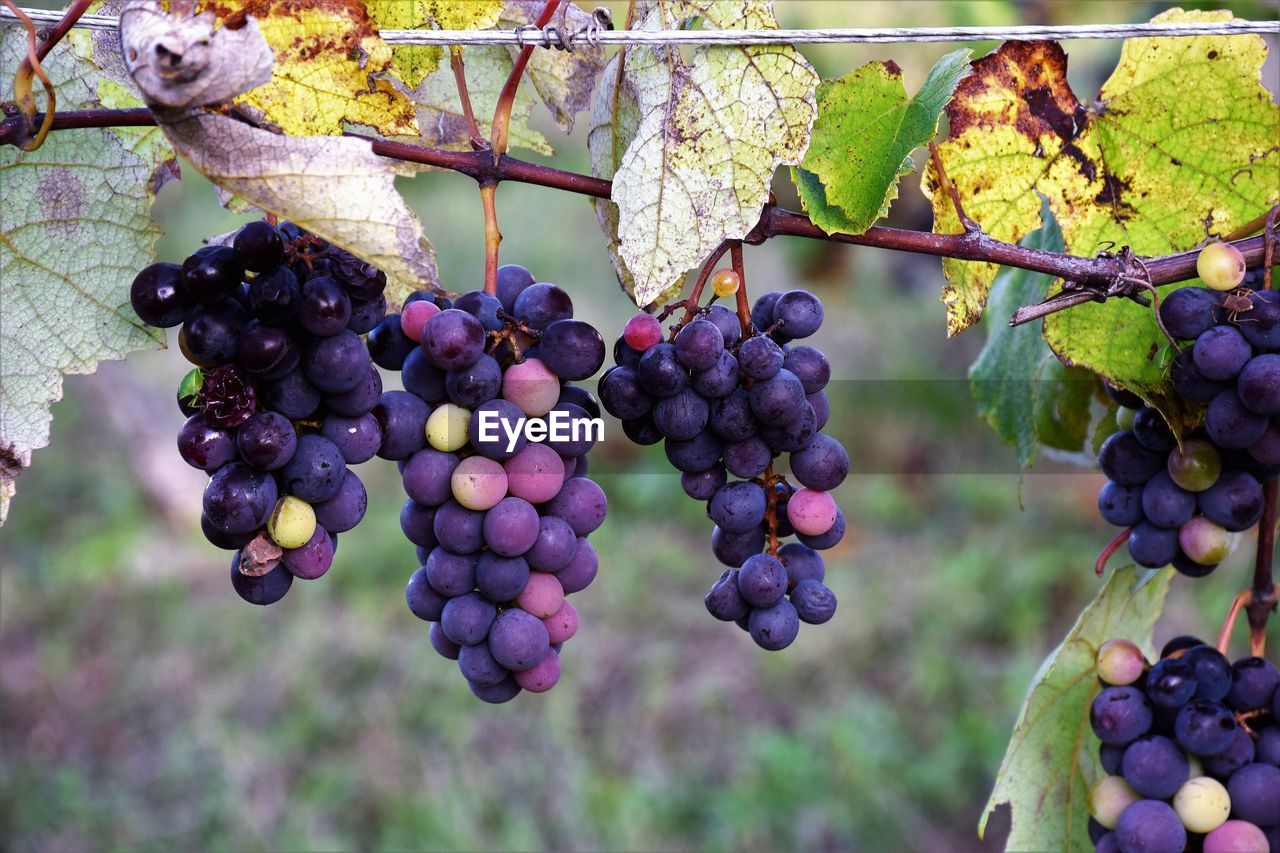 CLOSE-UP OF GRAPES