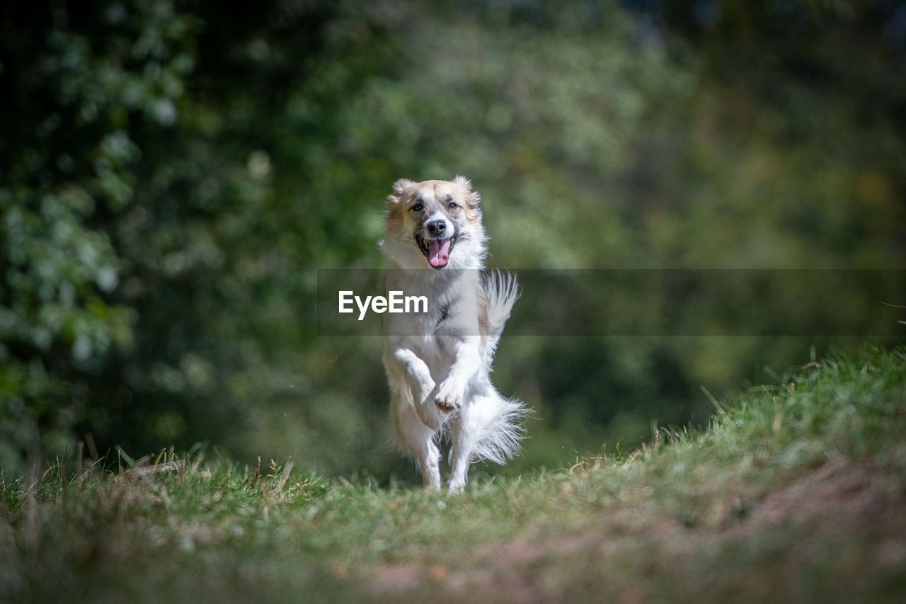 Portrait of dog running on land