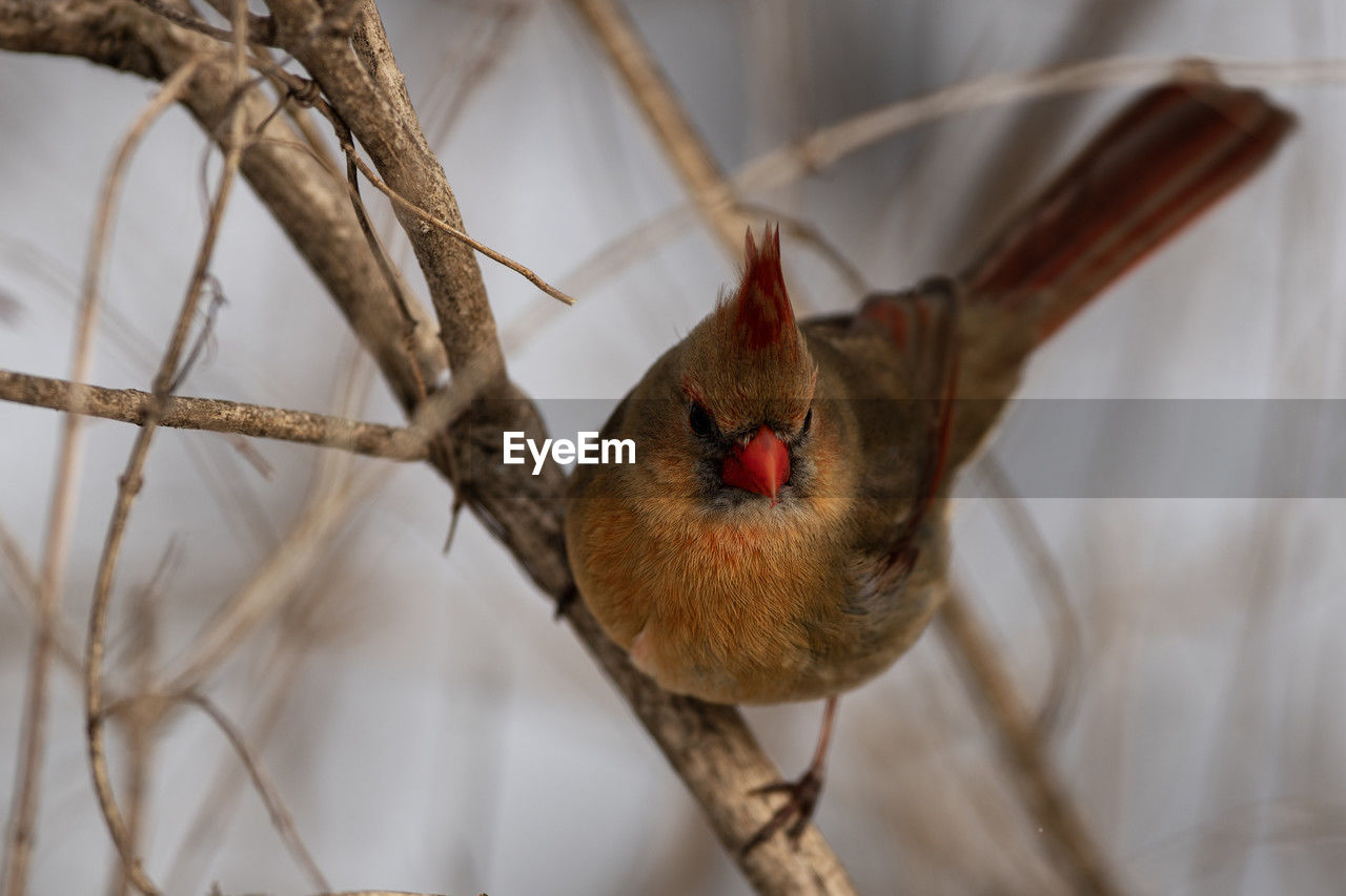 animal, animal themes, branch, animal wildlife, close-up, bird, one animal, wildlife, tree, nature, no people, twig, plant, macro photography, outdoors, animal body part, spring, focus on foreground