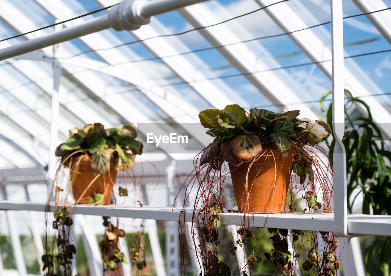 Potted plants growing in the victorian greenhouses at west dean gardens in west sussex.