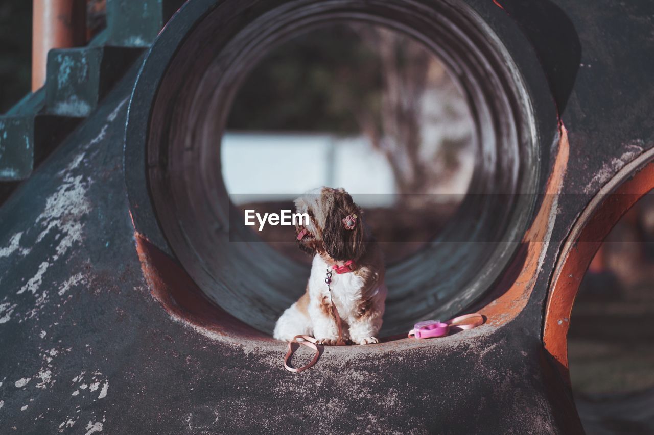 Puppy sitting in pipe