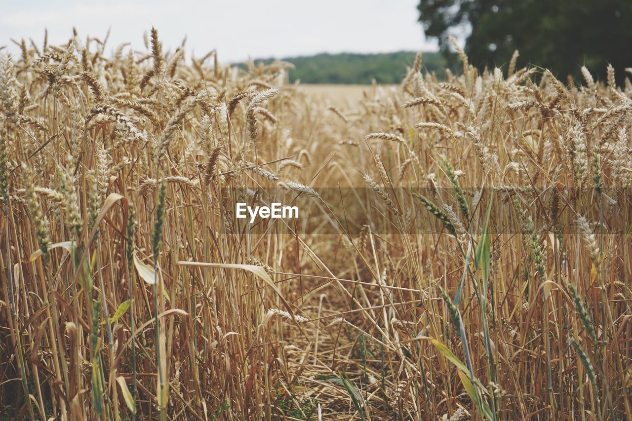 CLOSE-UP OF STALKS IN WHEAT FIELD