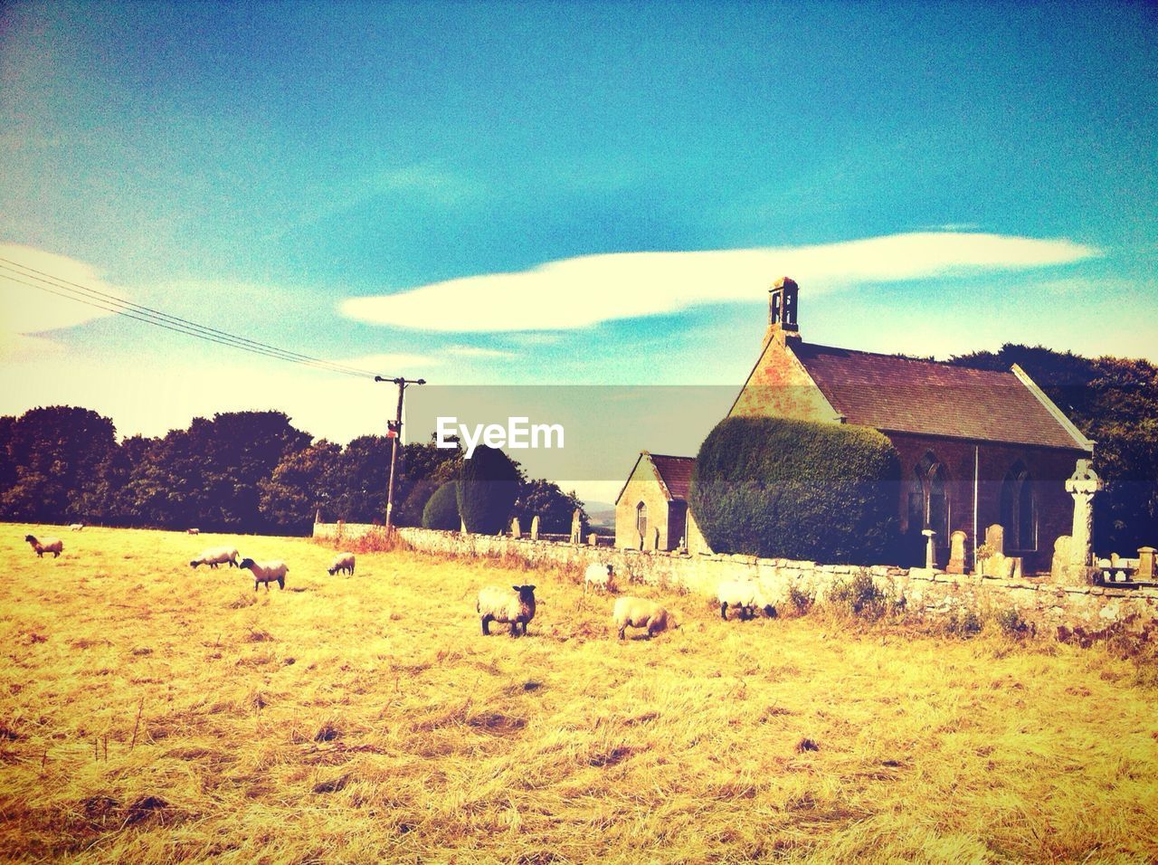 Sheep on field by church against sky