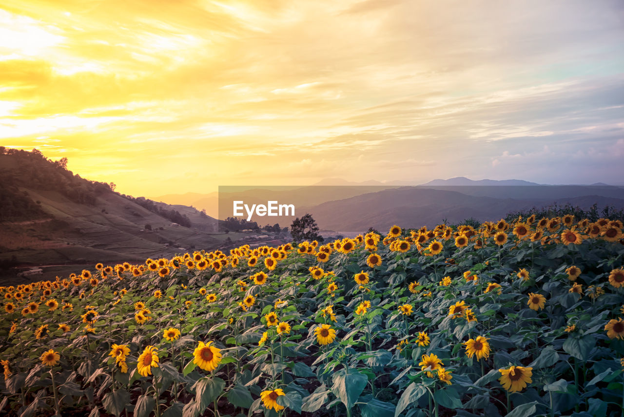 Sunflowers blooming on field against mountains during sunset