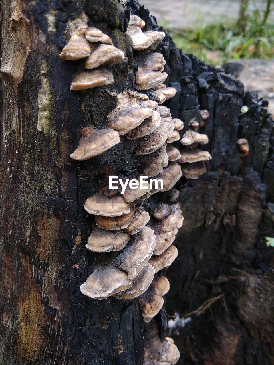 CLOSE-UP OF MUSHROOMS GROWING ON LOG