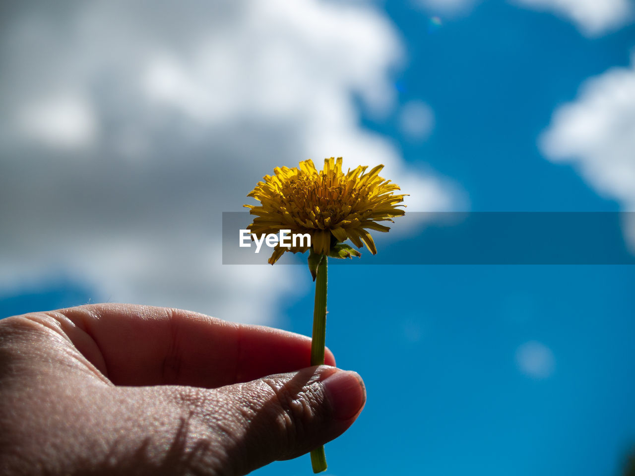 Close-up of hand holding yellow flower against sky