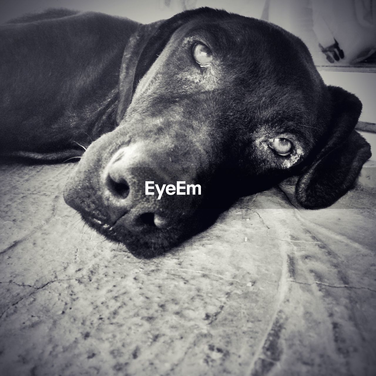 PORTRAIT OF DOG RELAXING AT HOME