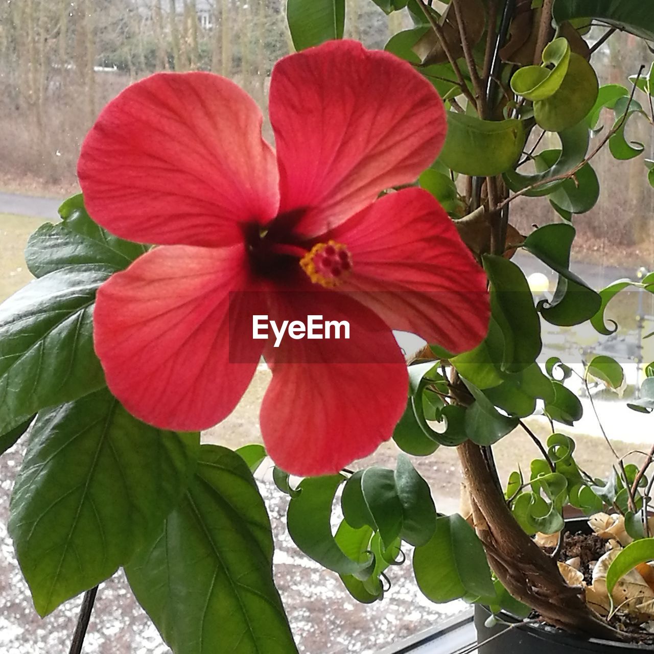 CLOSE-UP OF RED HIBISCUS PLANT