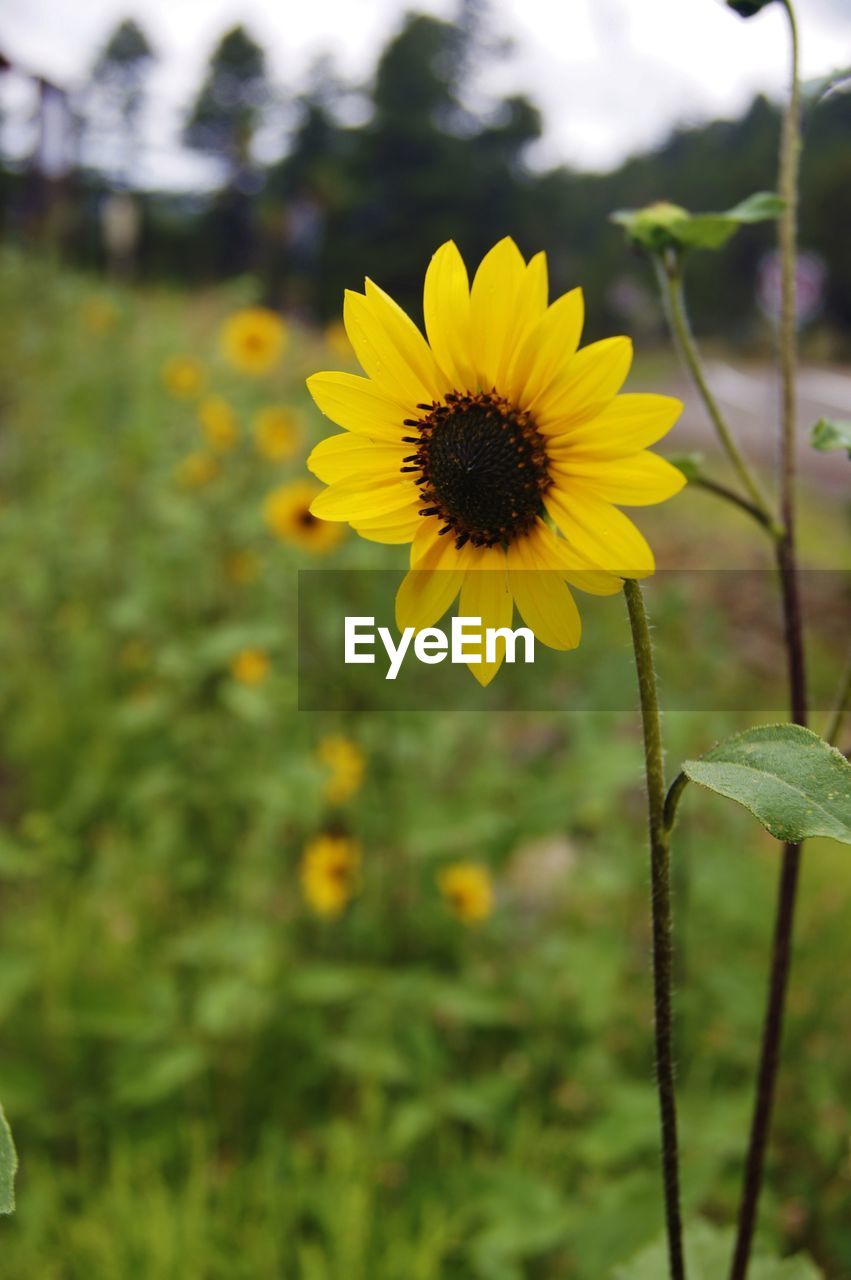 CLOSE-UP OF YELLOW FLOWERS BLOOMING IN FIELD