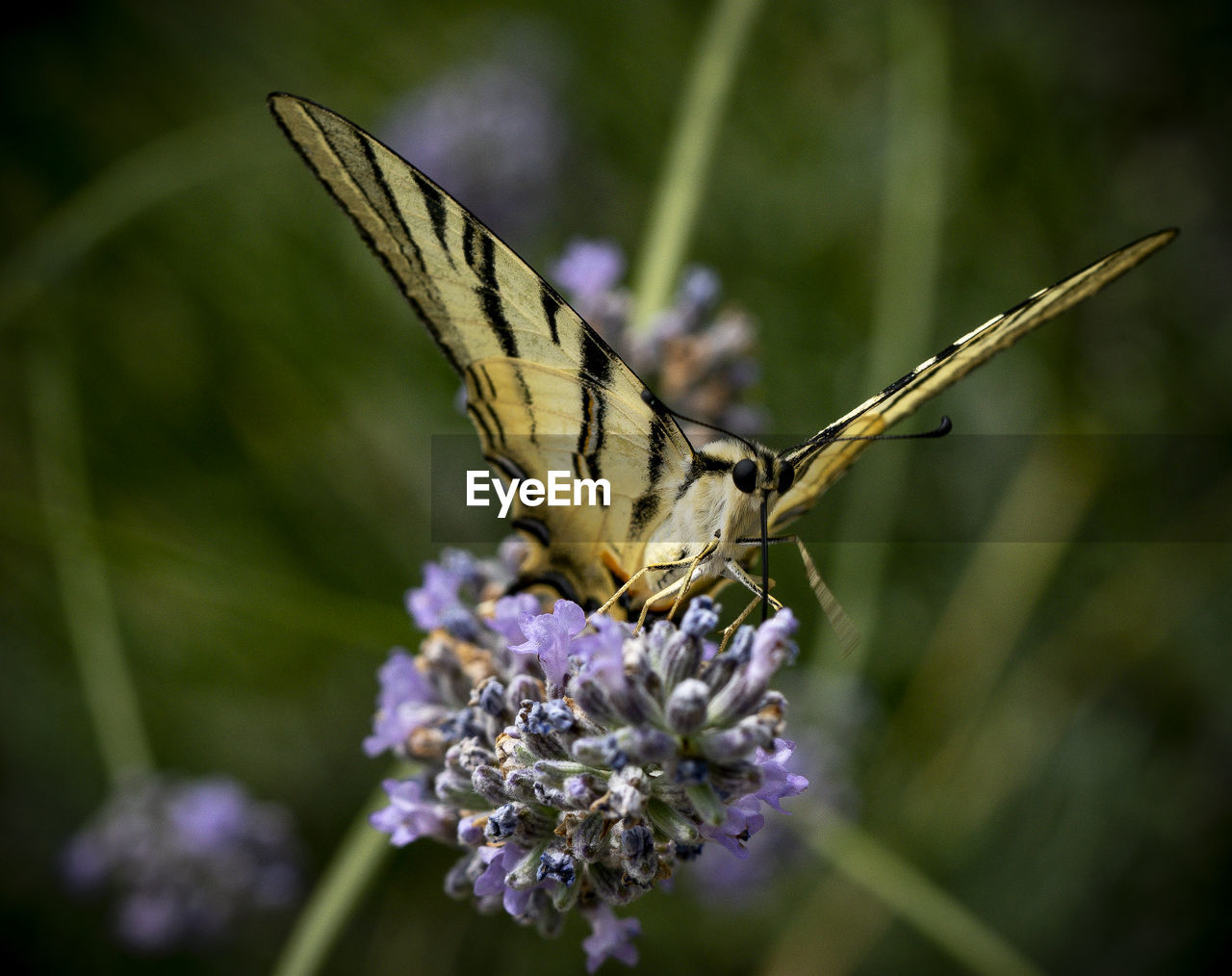 CLOSE-UP OF BUTTERFLY ON PURPLE FLOWERING PLANT