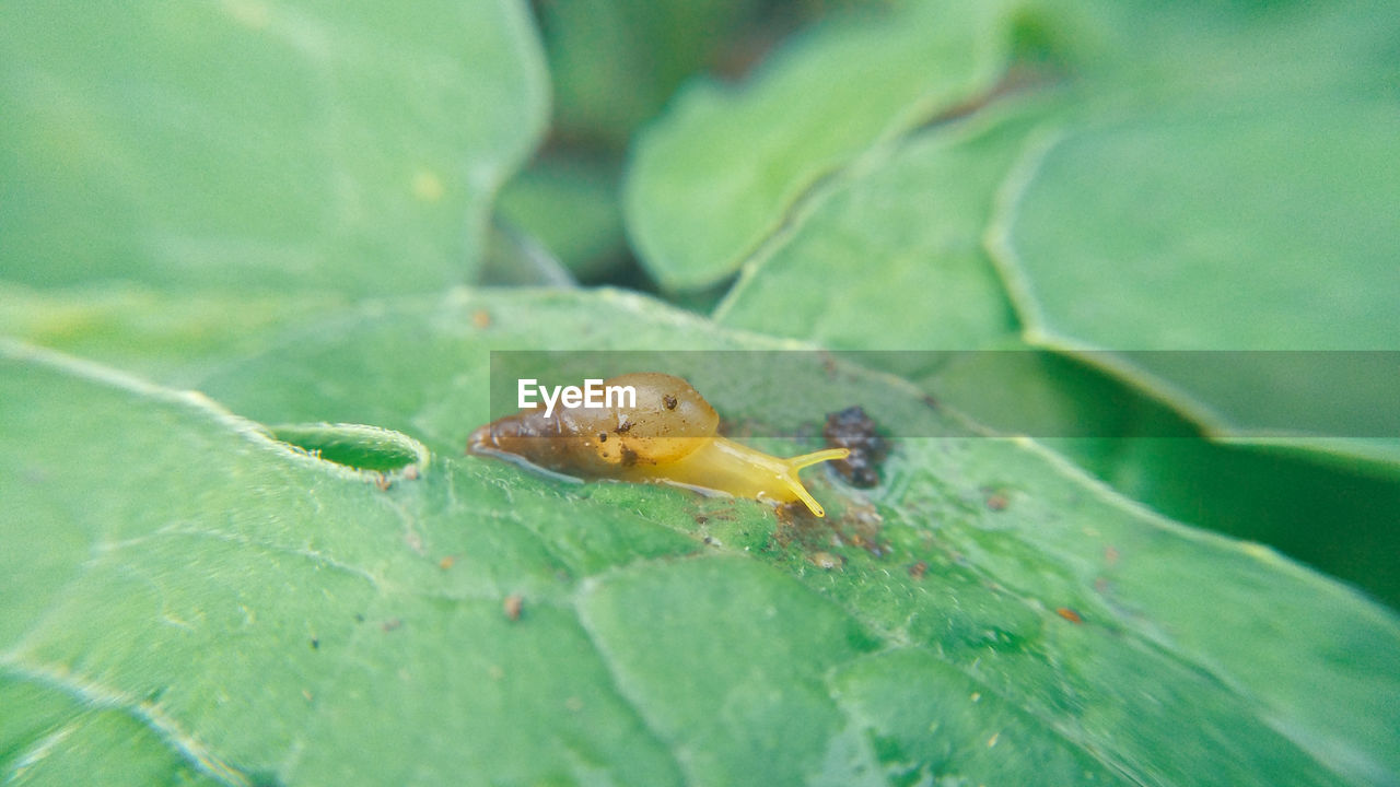 CLOSE-UP OF GRASSHOPPER